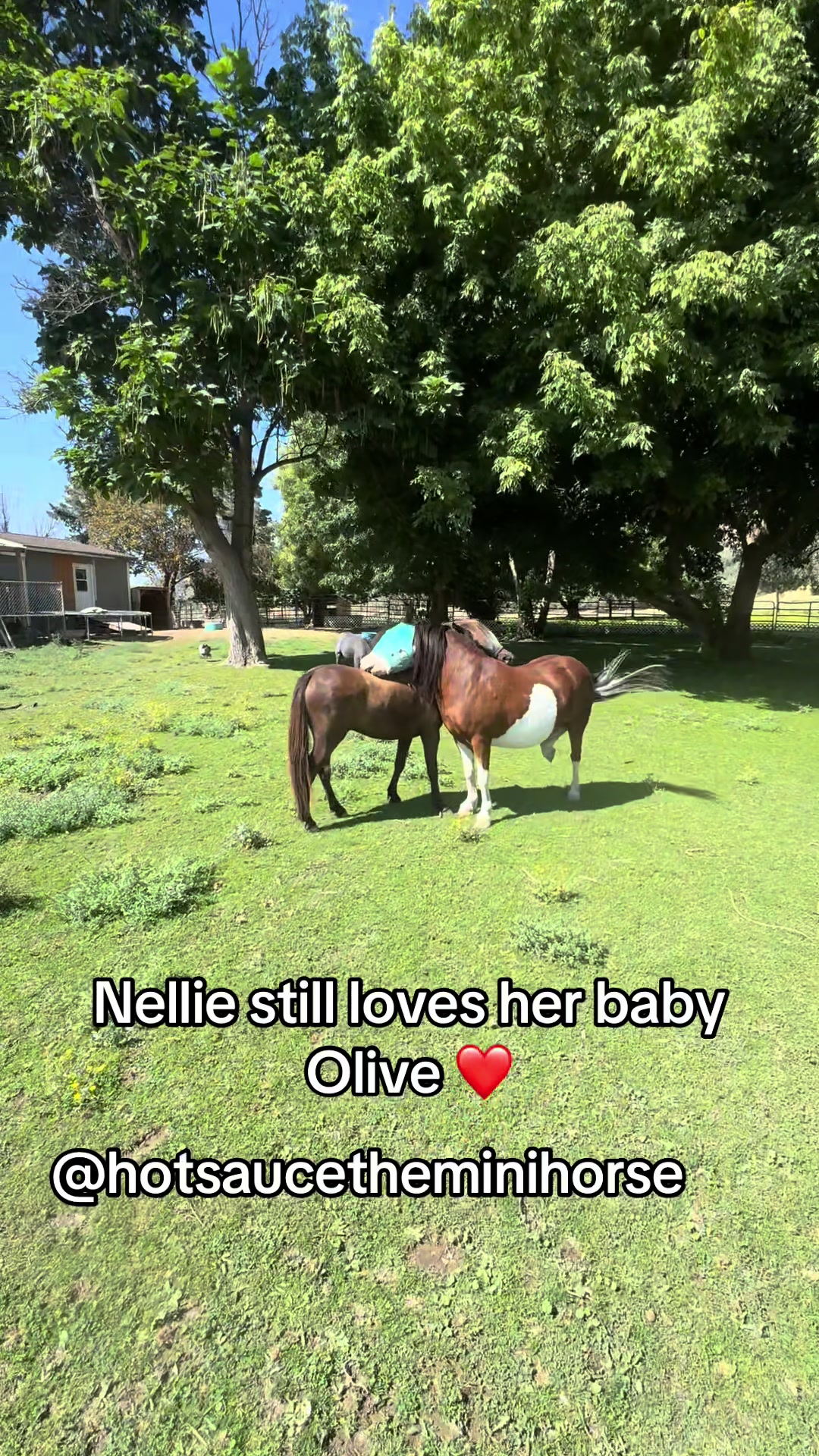@Hot Sauce the Mini horse 🐎