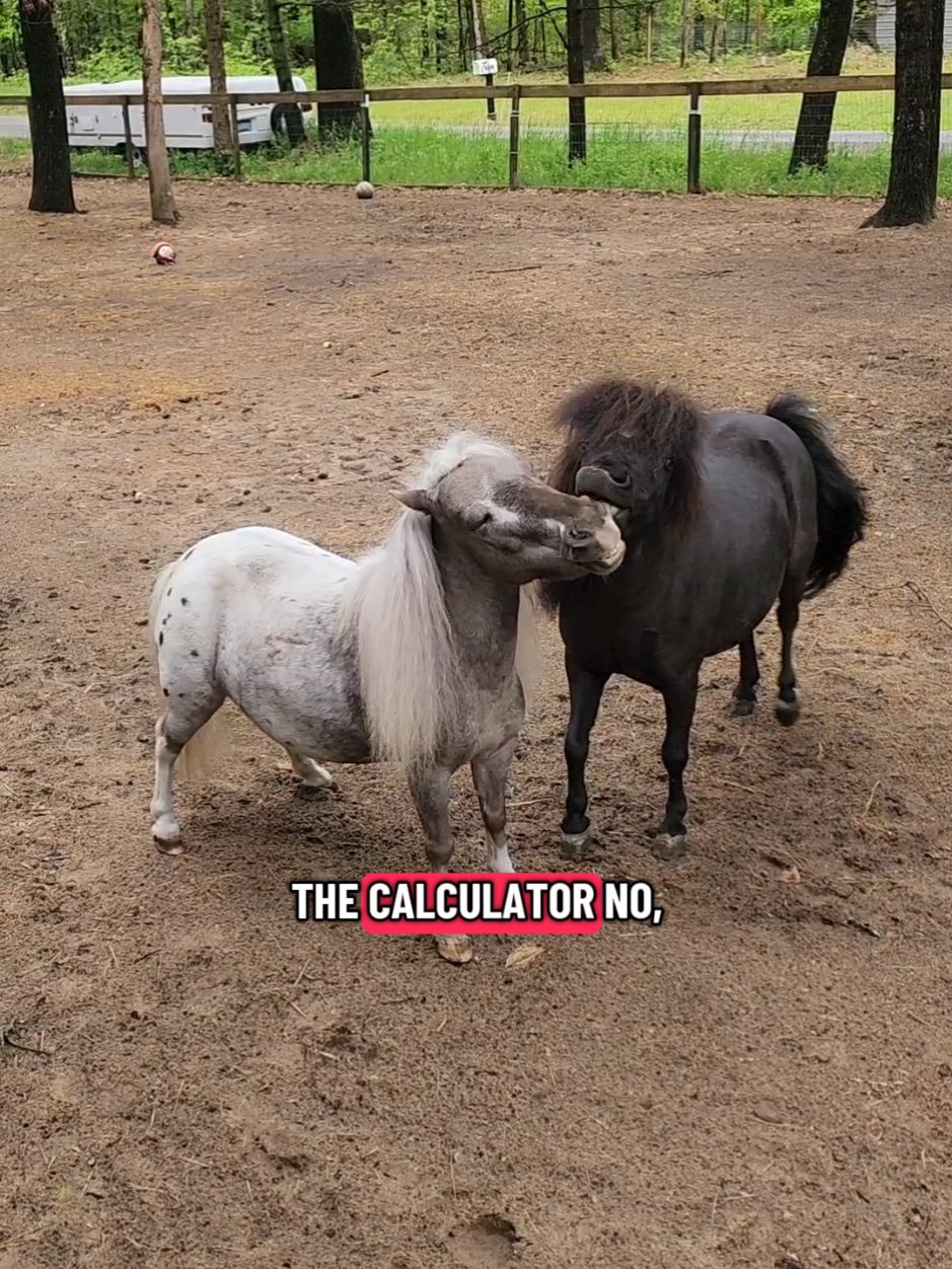 @minihorsemomandtrainer🐴🐴🐴🐴