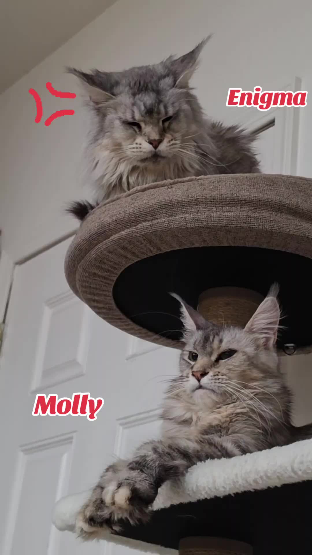 @Peaky Claws Cattery