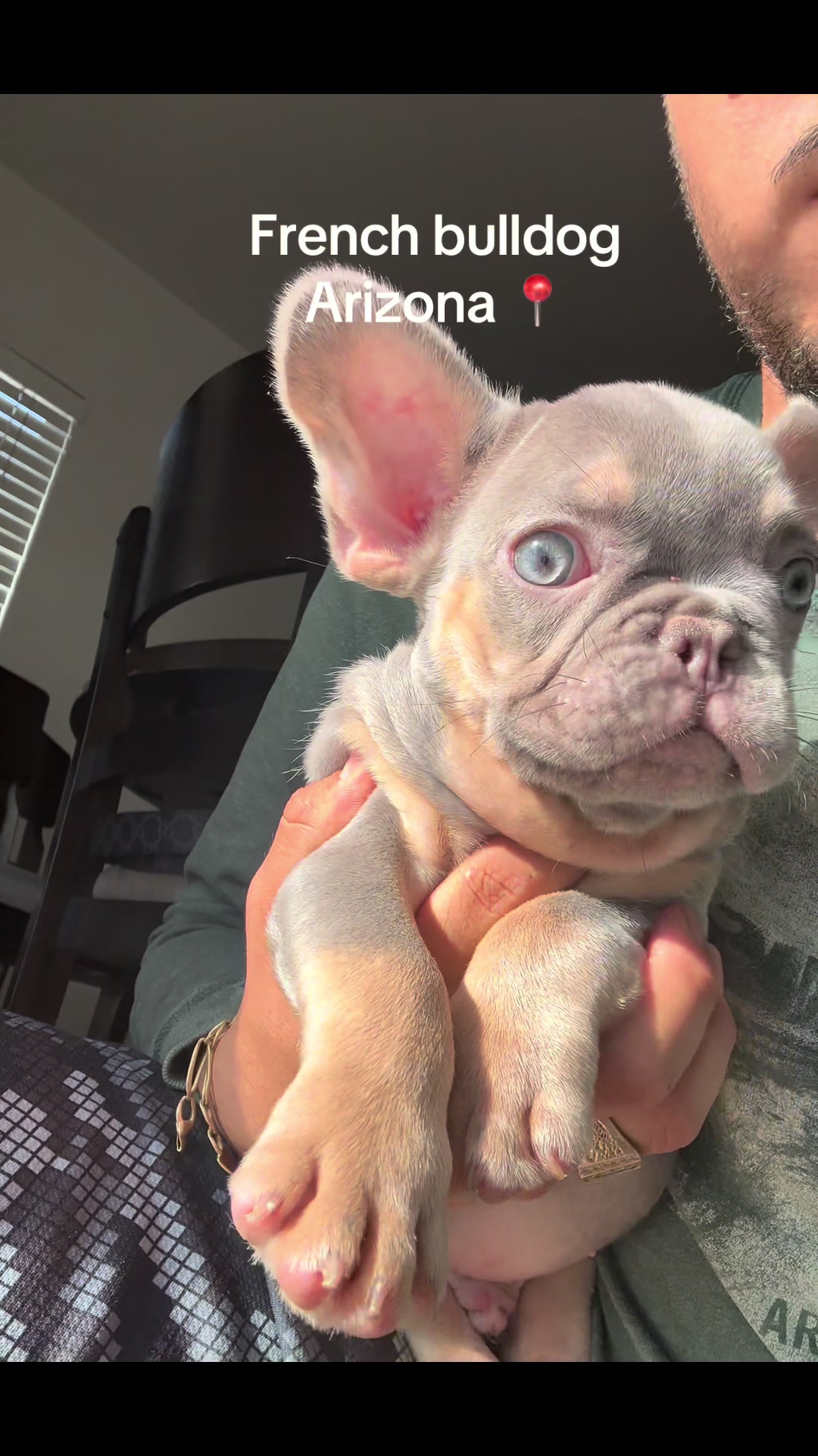 @Luxeaz_frenchies