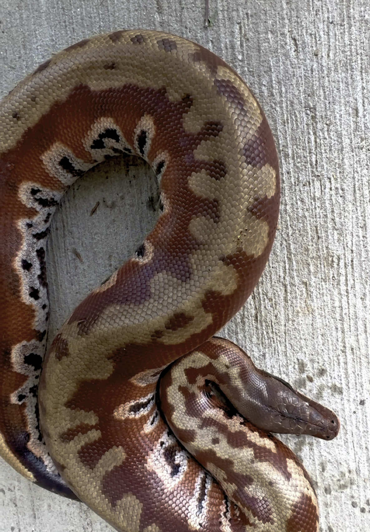 @Short-Tailed Pythons, LLC