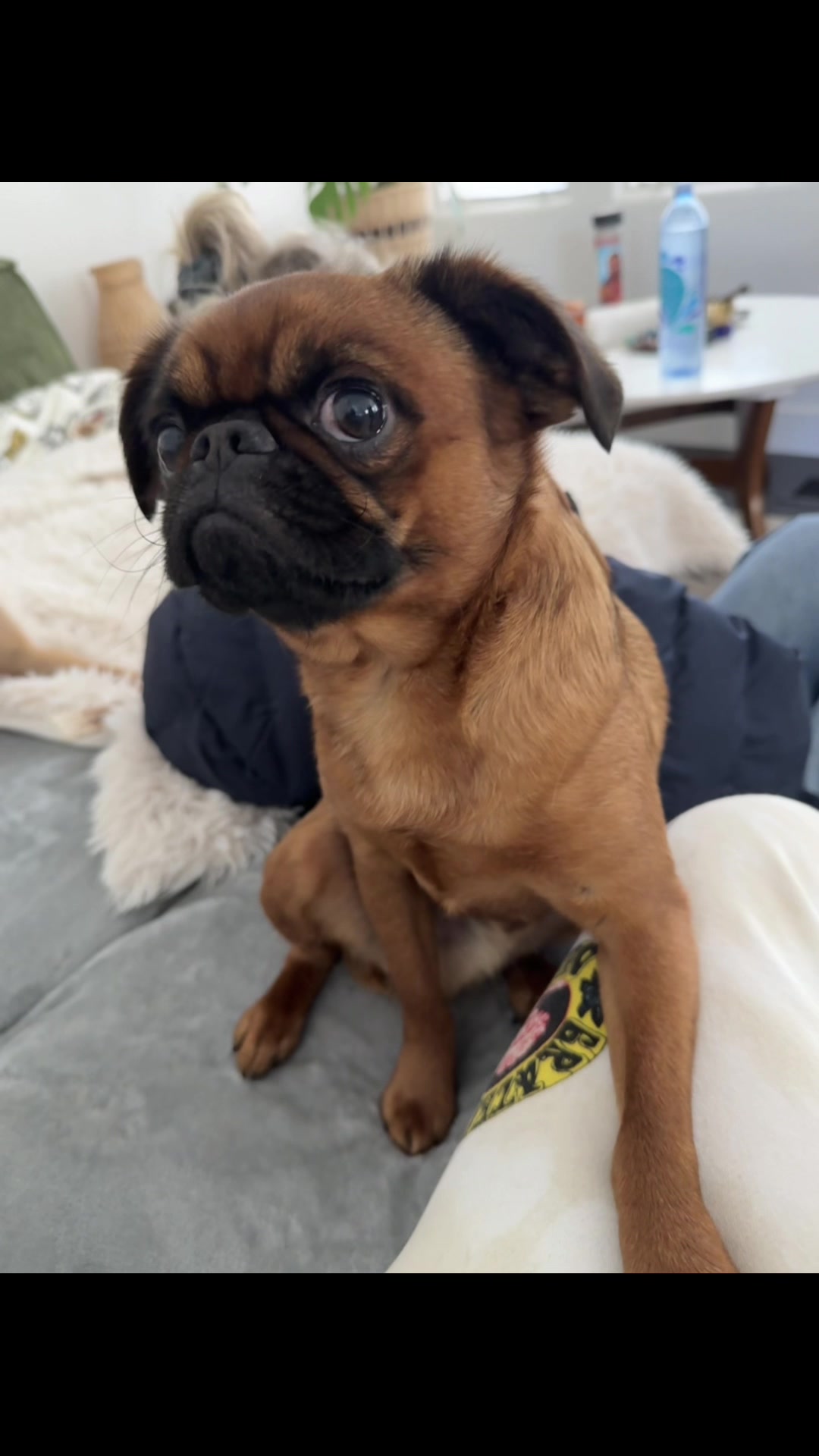 @thedoguepile