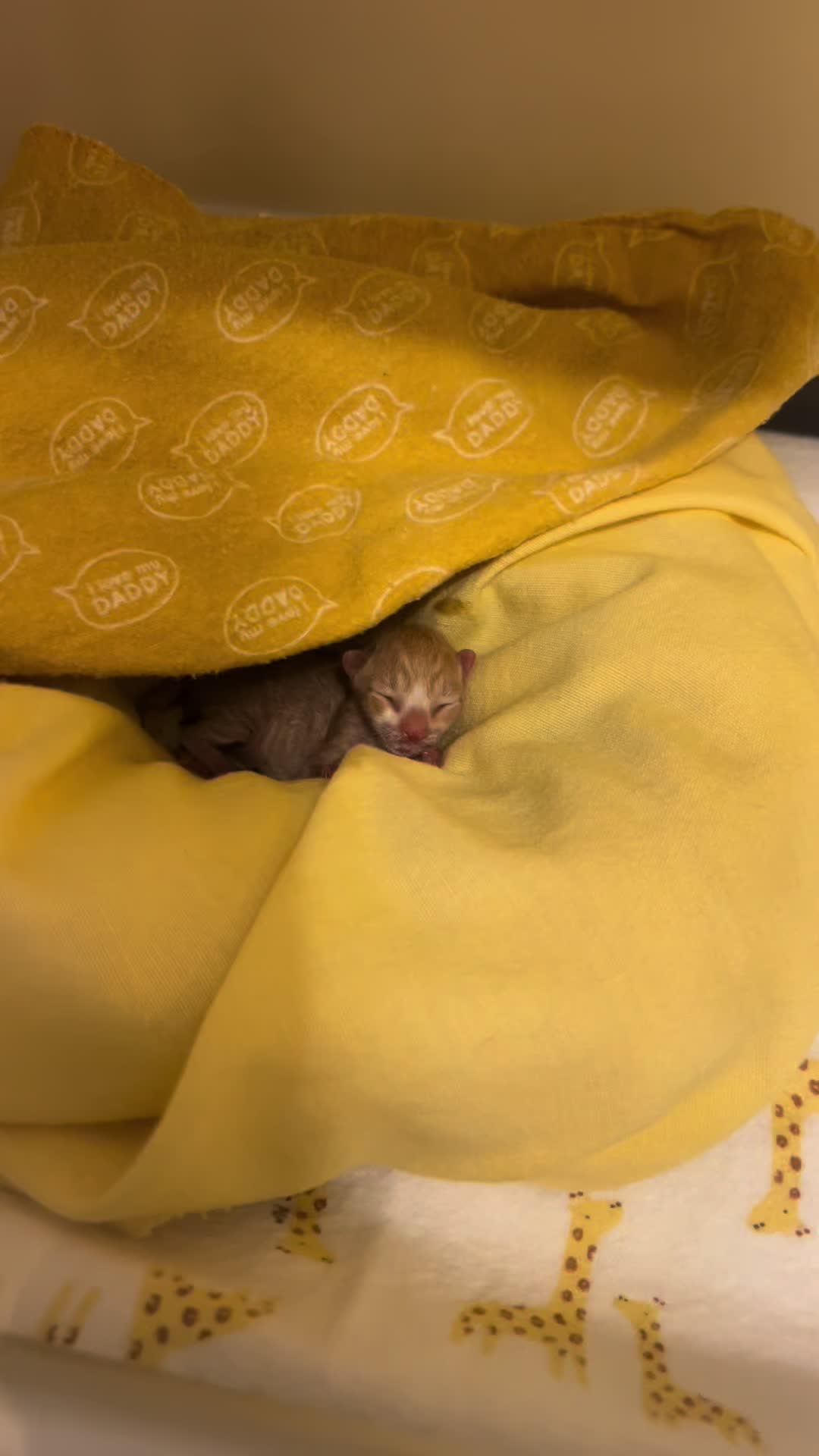 @Kitten.mama