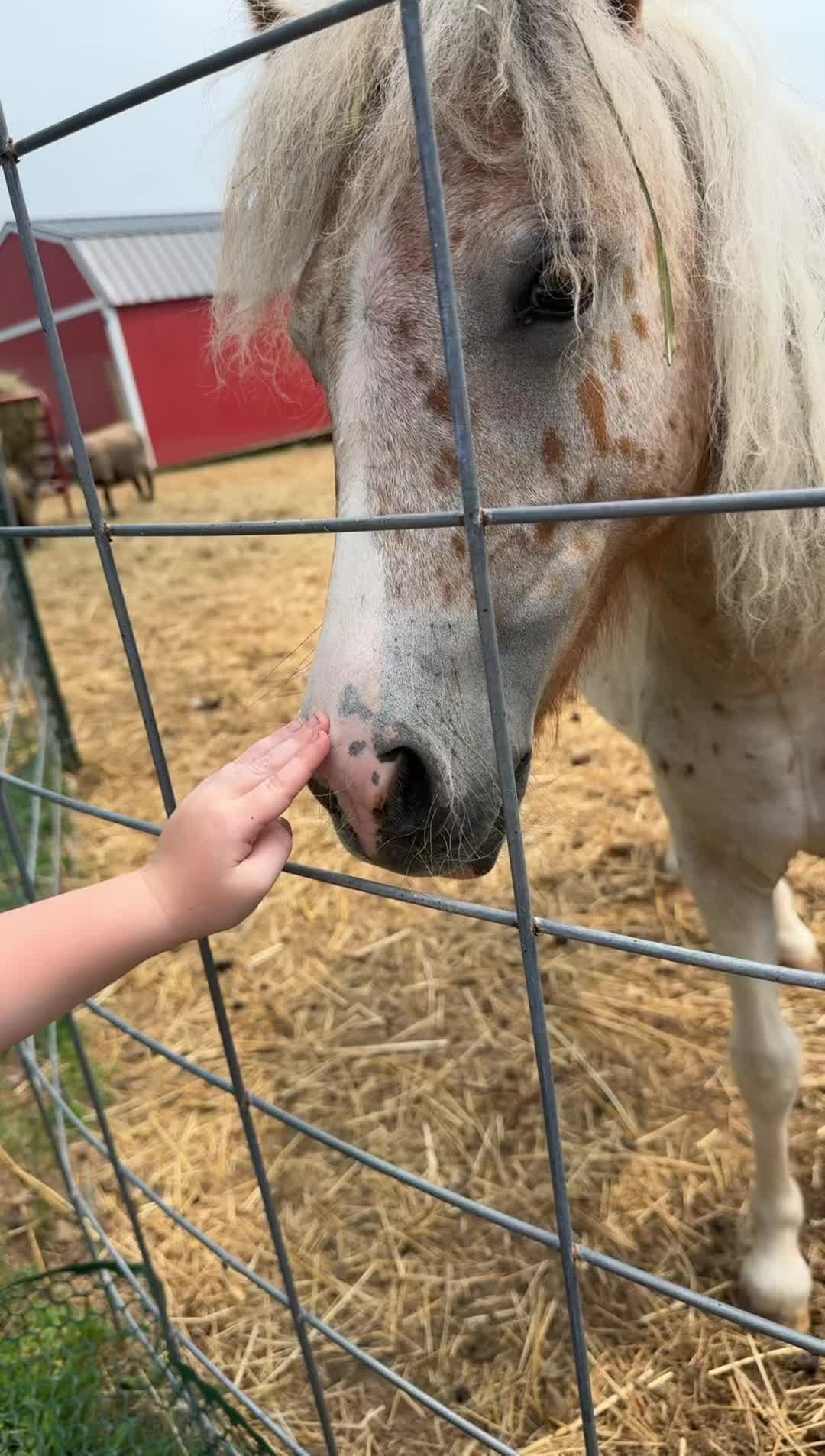 @Wild Pyle Acres