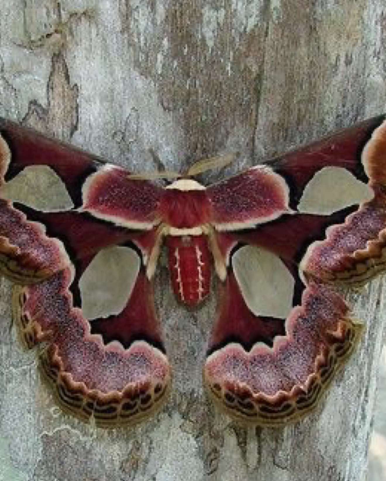 @່