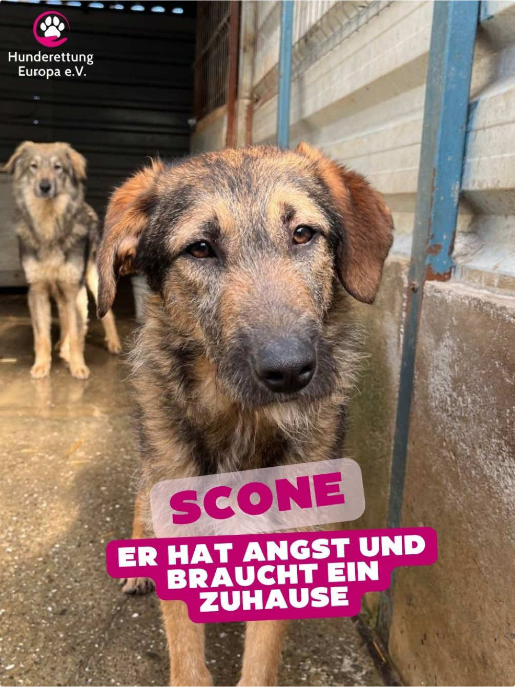 @Hunderettung Europa