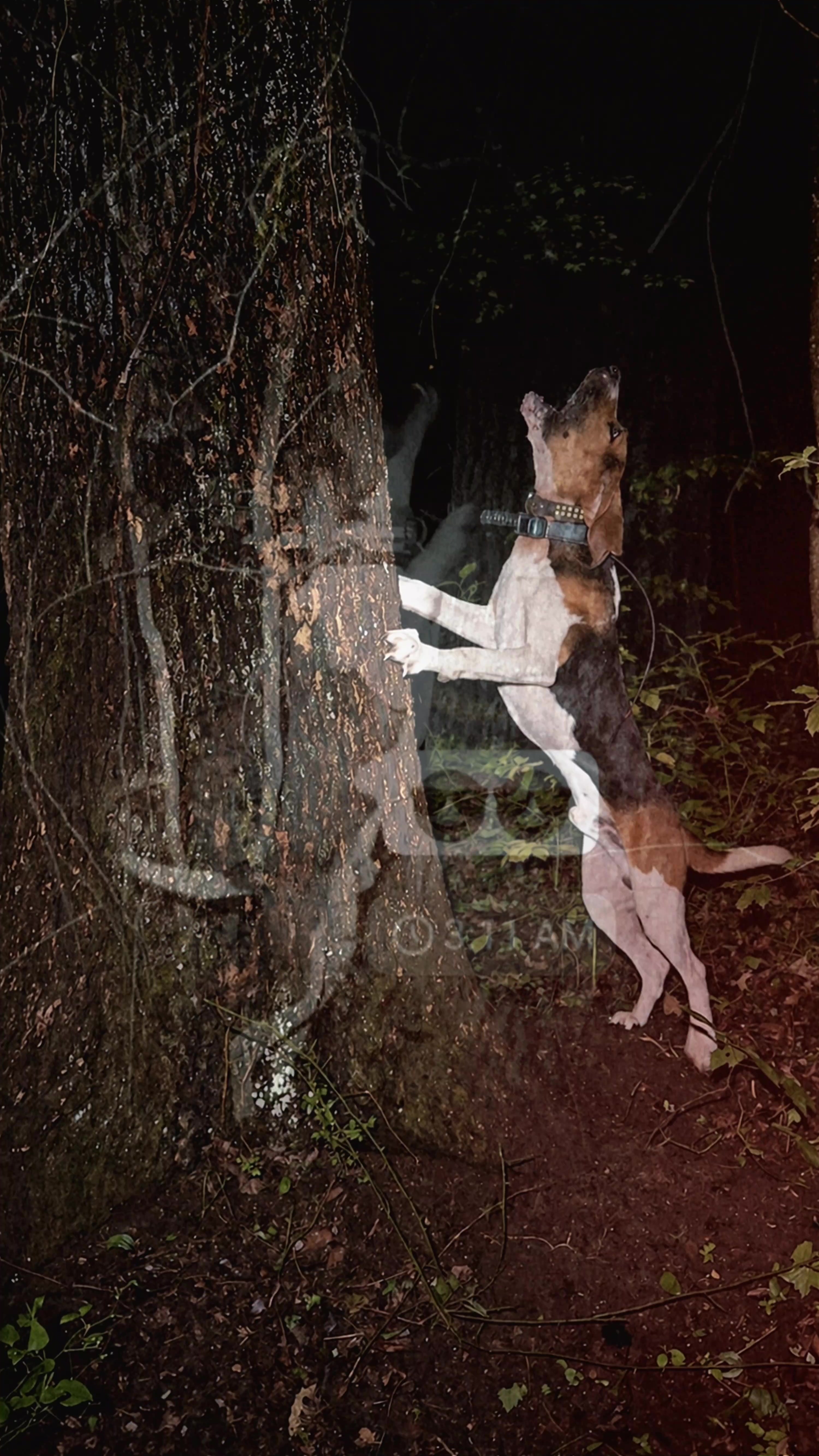 @CoondogWear