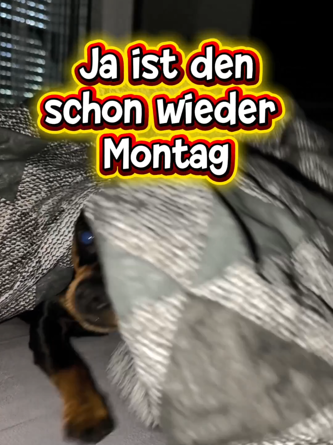 @ICH BIN'S