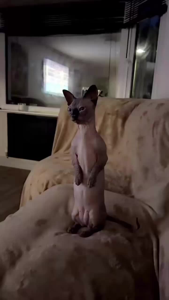 @jazlynchbolton 🇮🇪