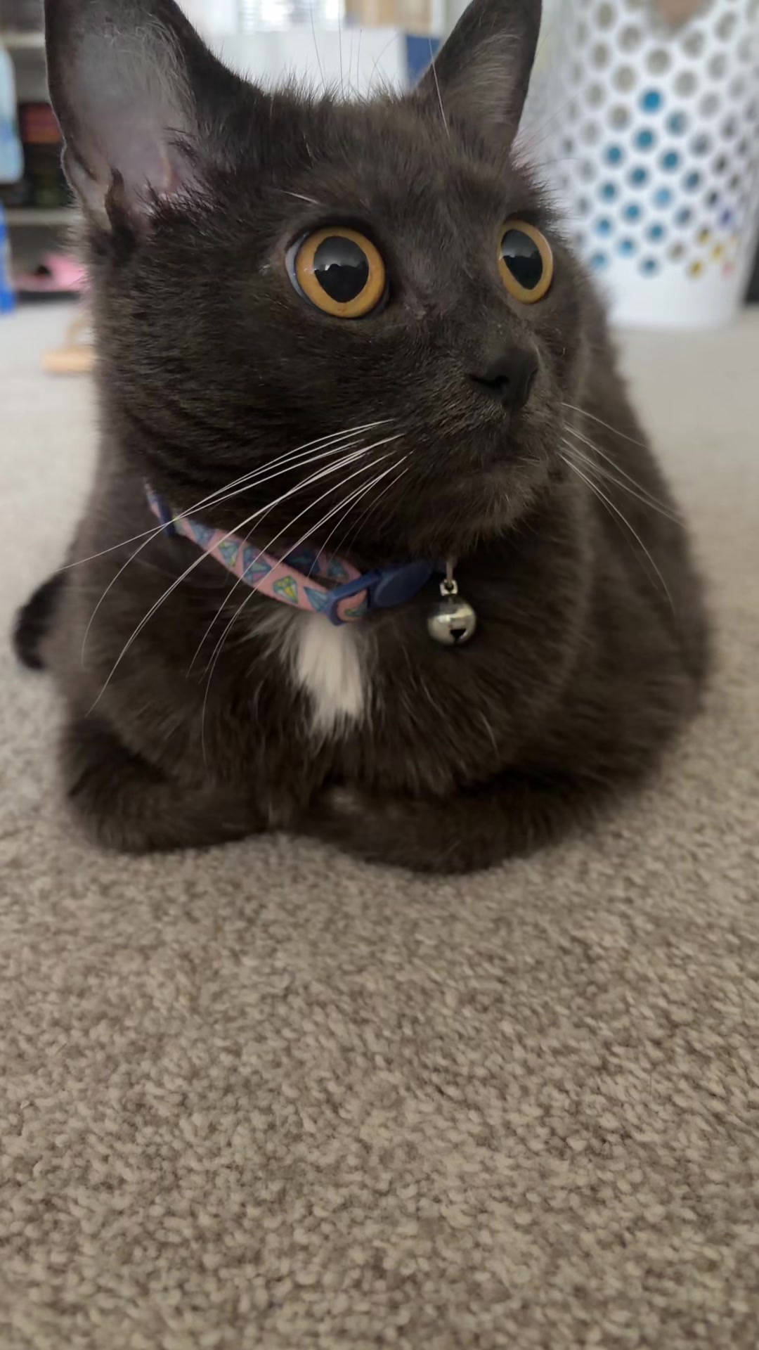 @zeldathecutecat