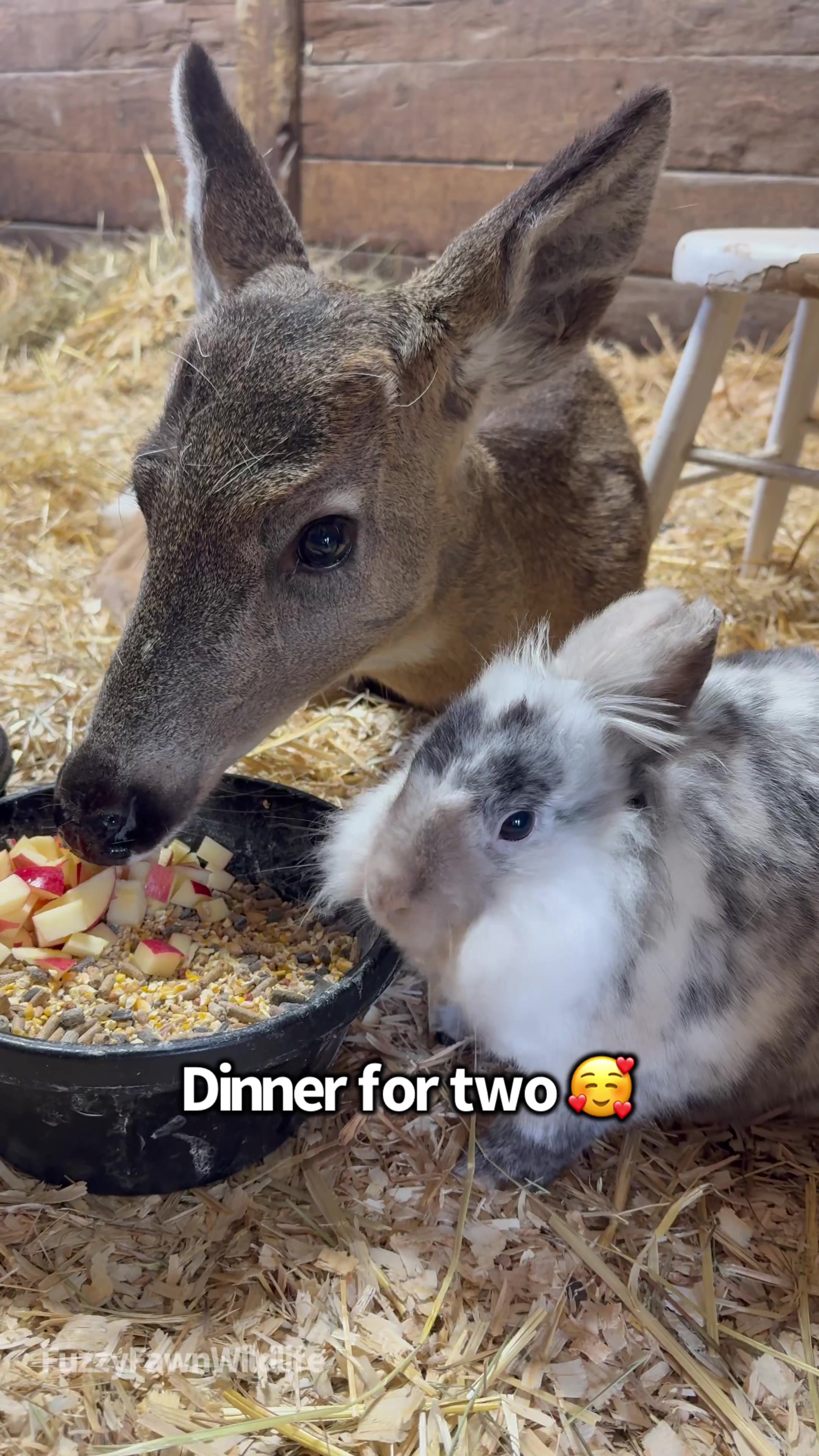 @Fuzzy Fawn Wildlife