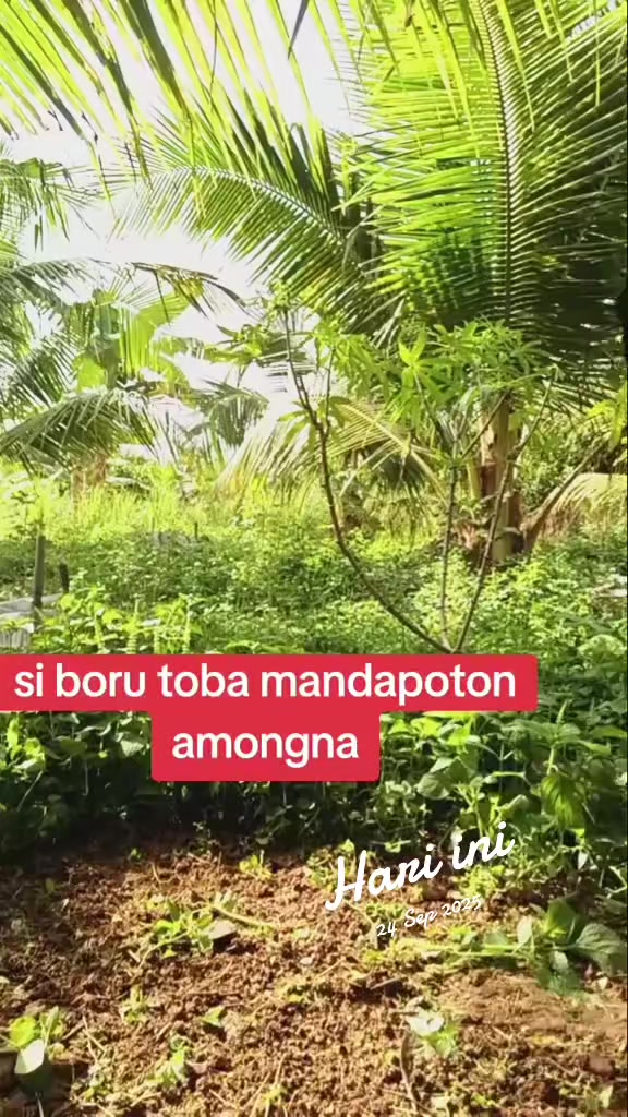 @SOPO BALIAN SI BORU TOBA