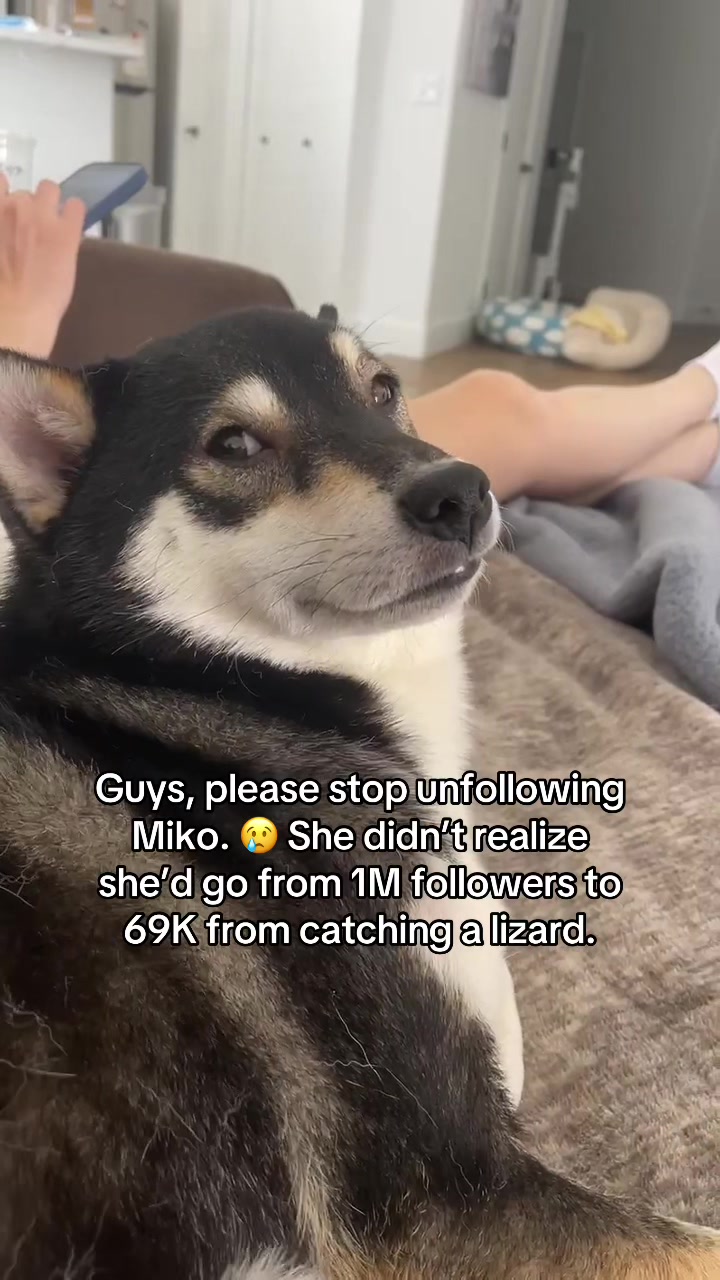 @Flock of Shibas 🐕🐕🐕