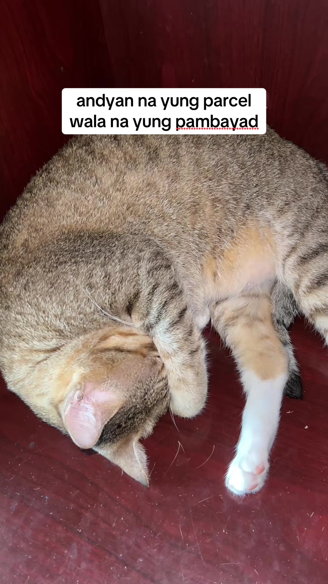 @17meows