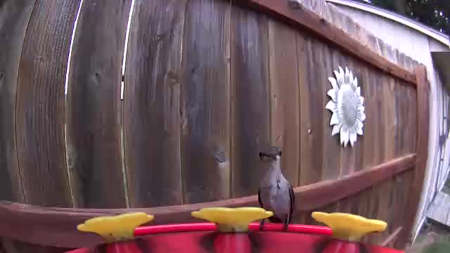 @Crazy Bird Lady