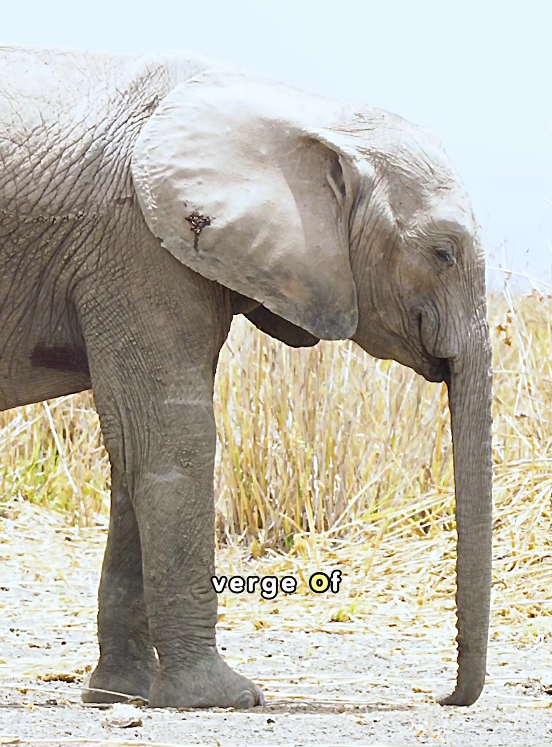 @look animals