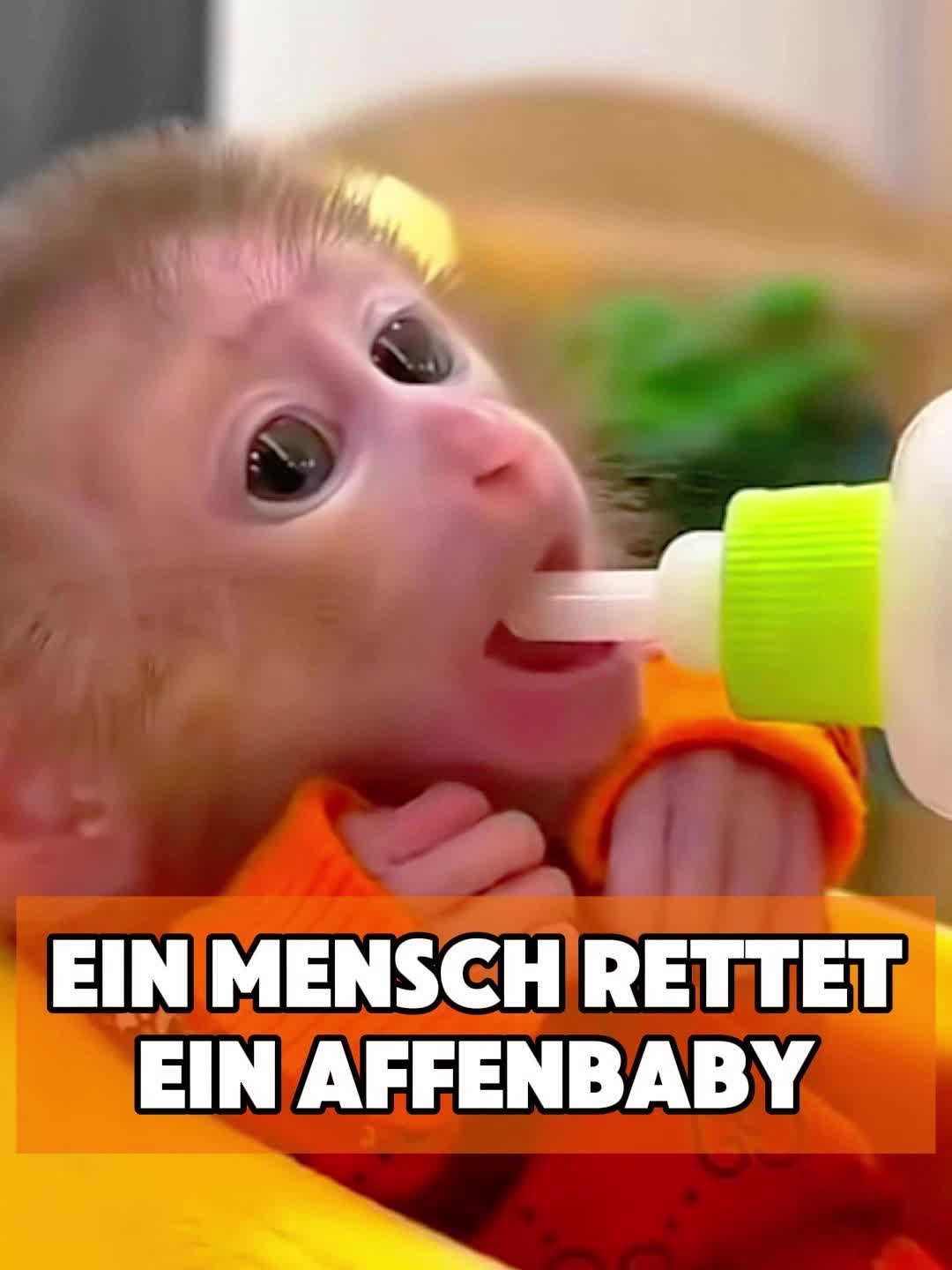 @toto_tier
