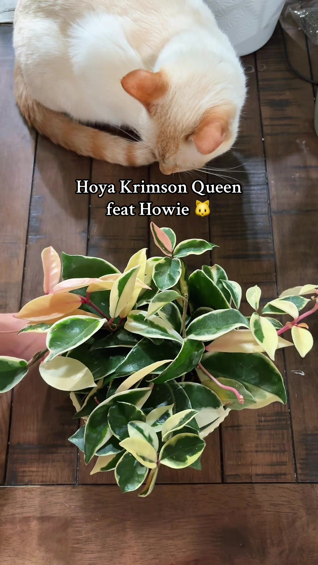 @Plant Girly Erin 🌱💚