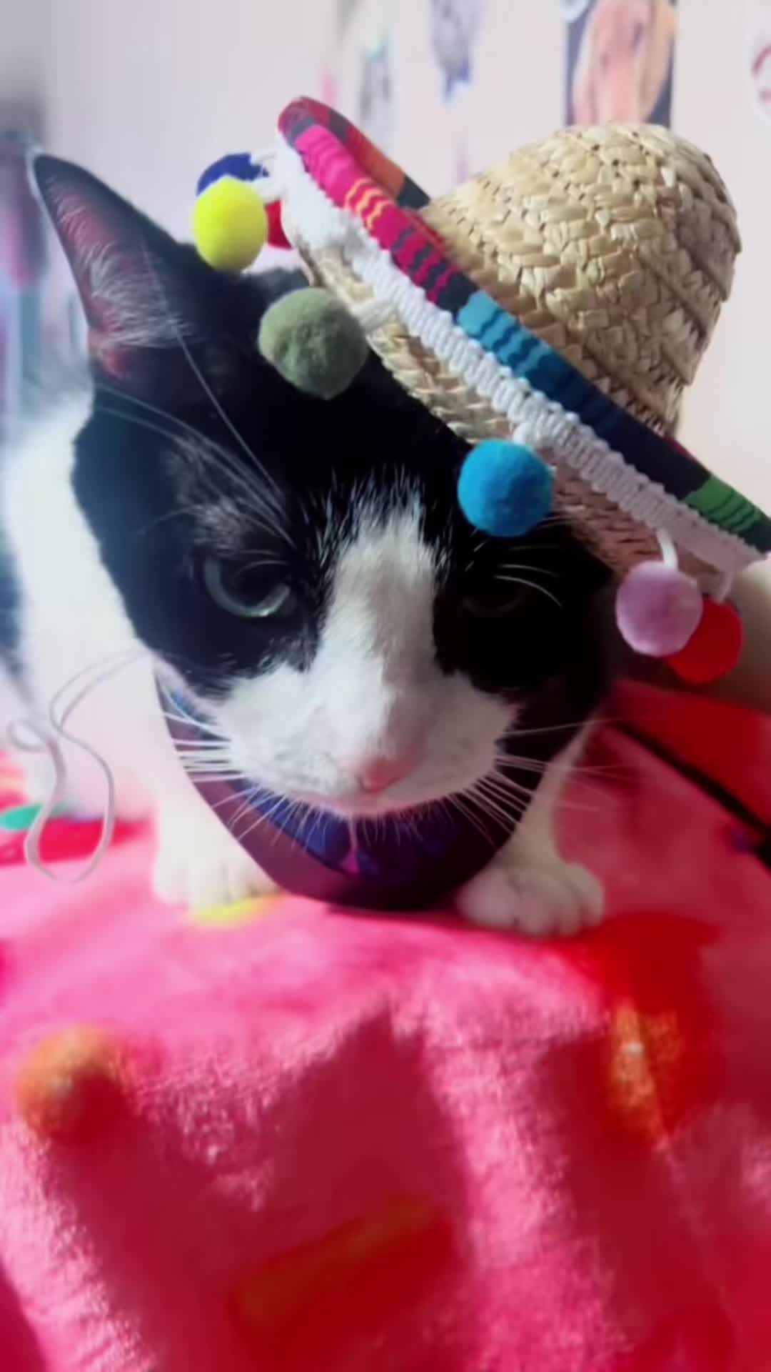 @Concerned_Kitty