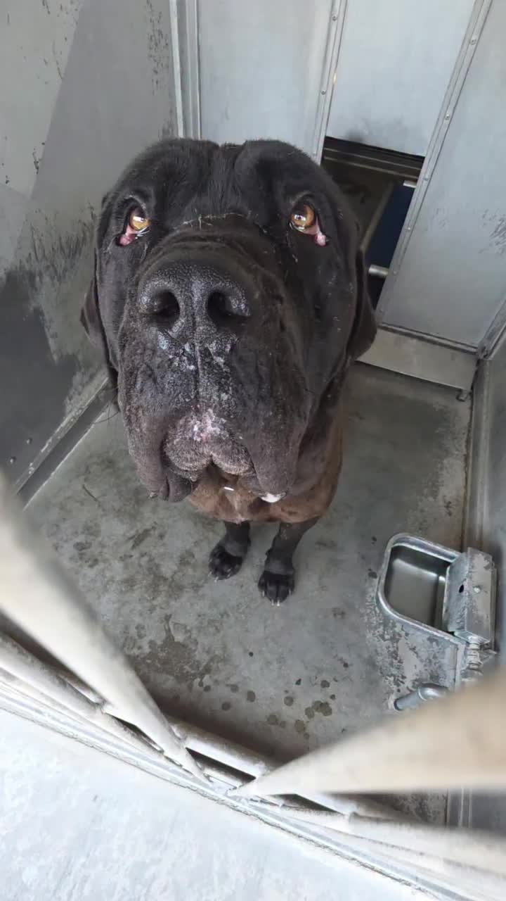 @Saving Mastiffs