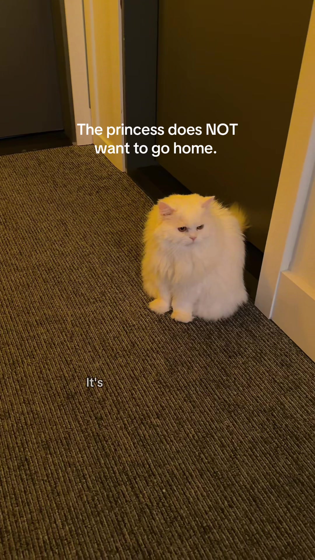 @Cleo the City Kitty