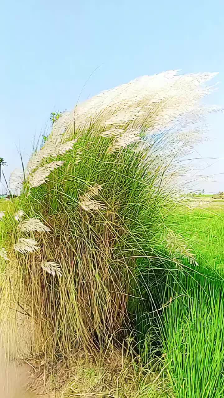 @Mushtaq_Khan