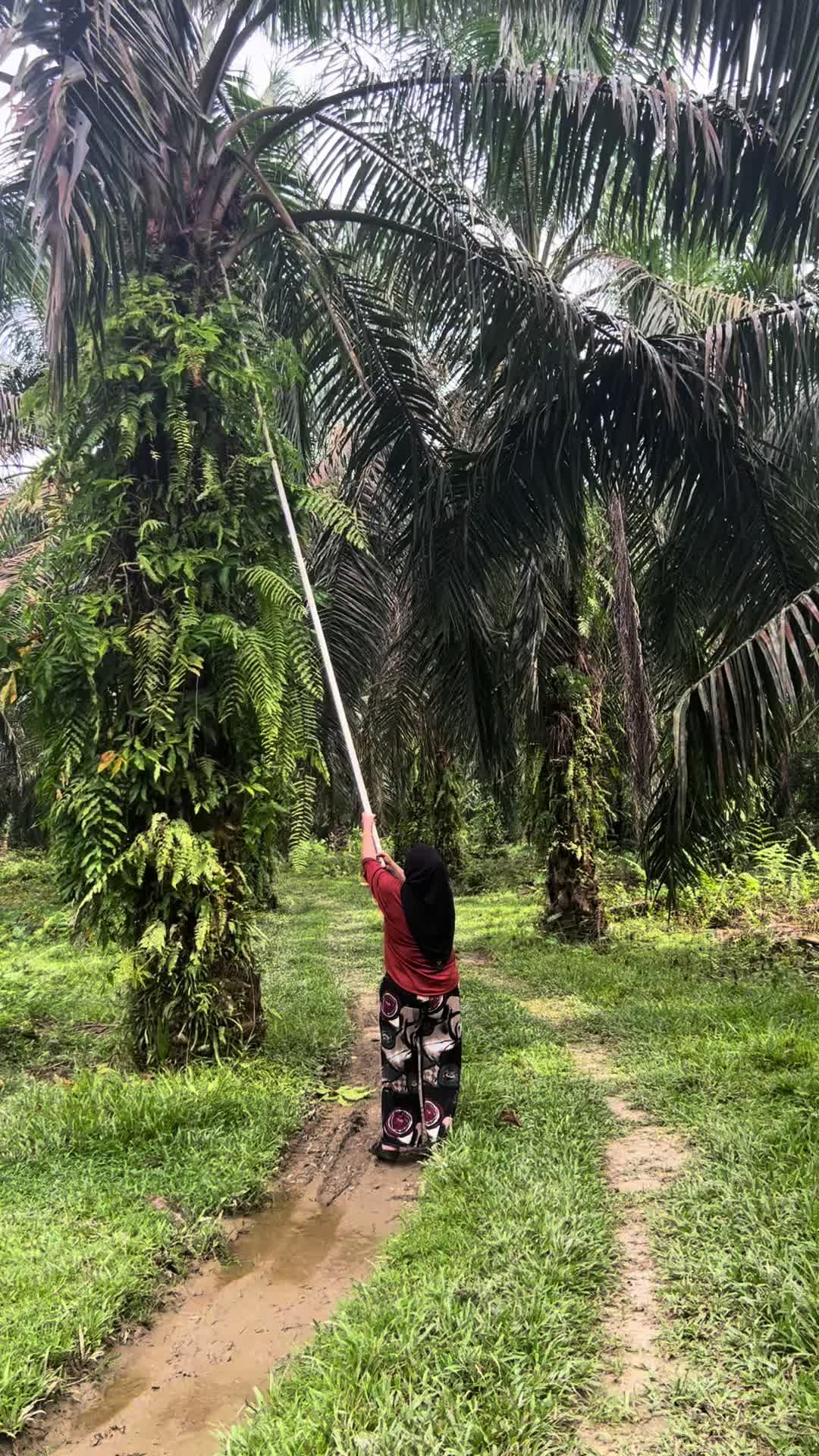 @Suhana Ana