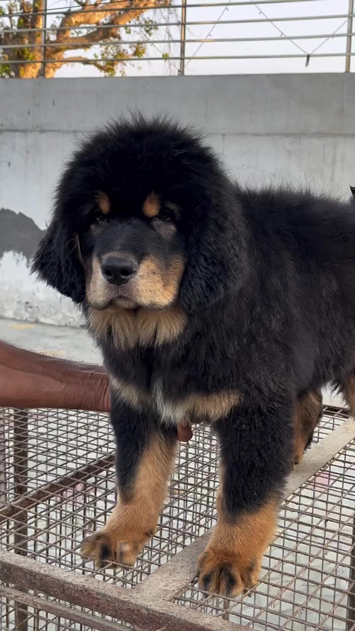@Kashmiri_Bakrwal_Dog