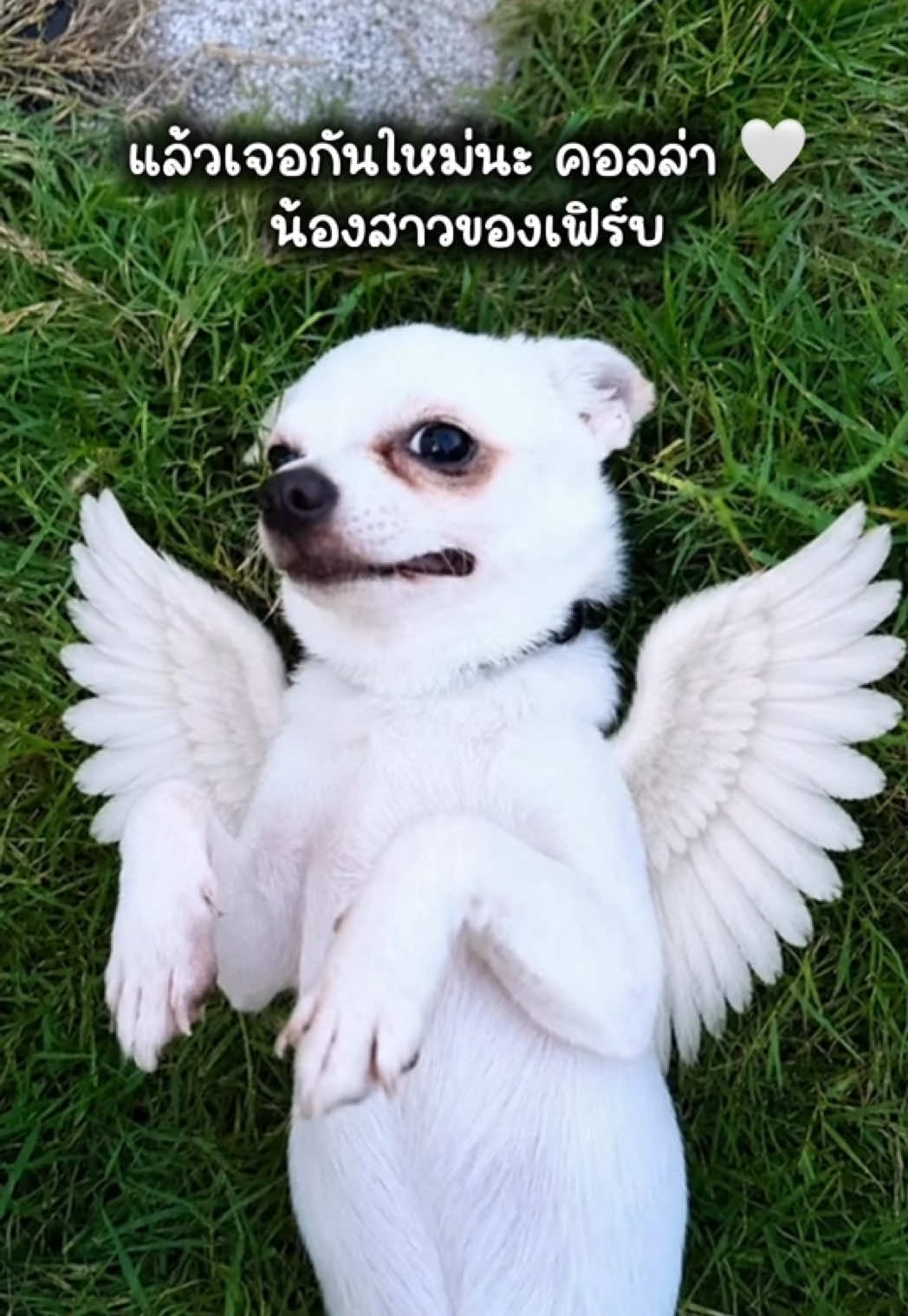 @ผมชื่อเฟิร์บ