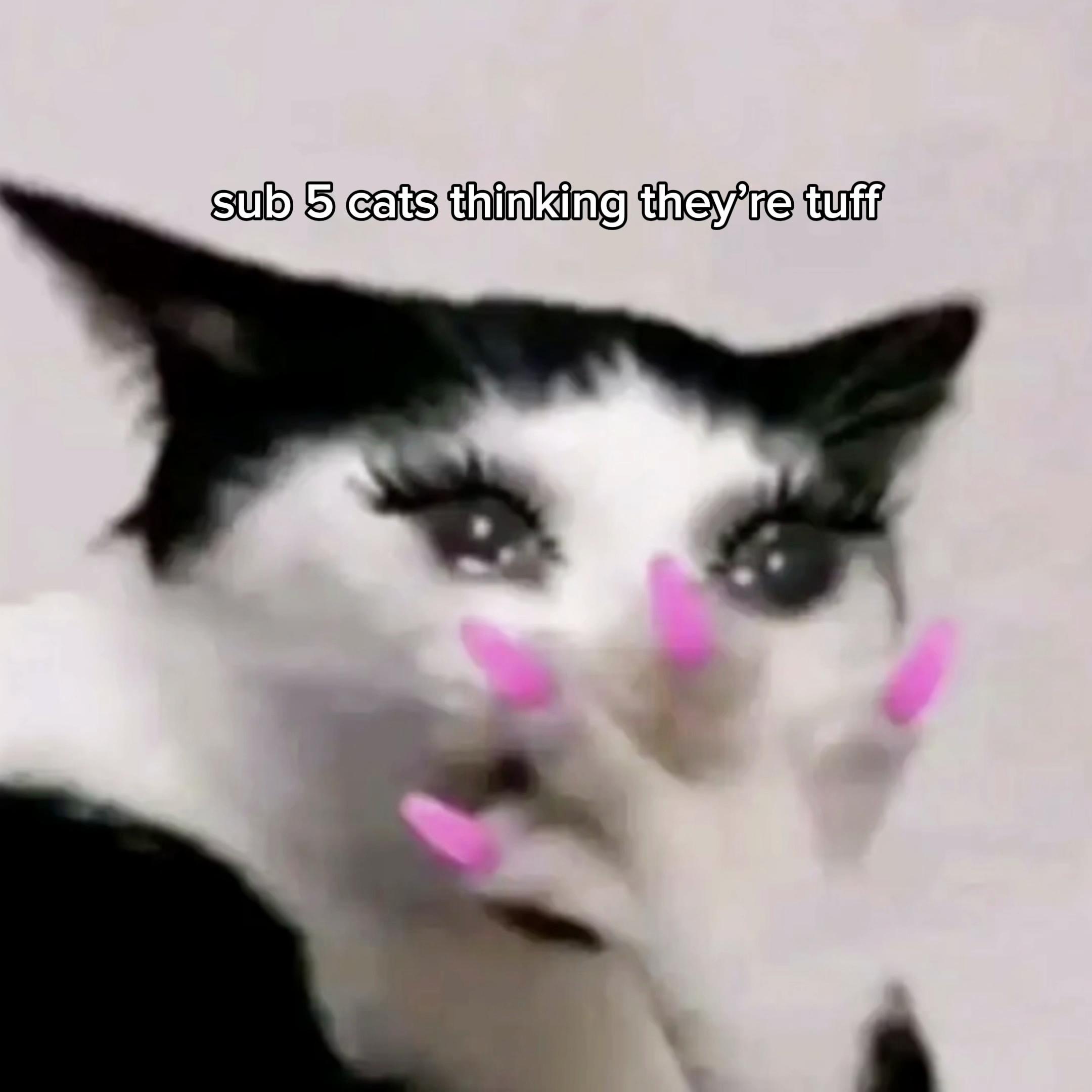 @𝗖𝗔𝗧𝗦