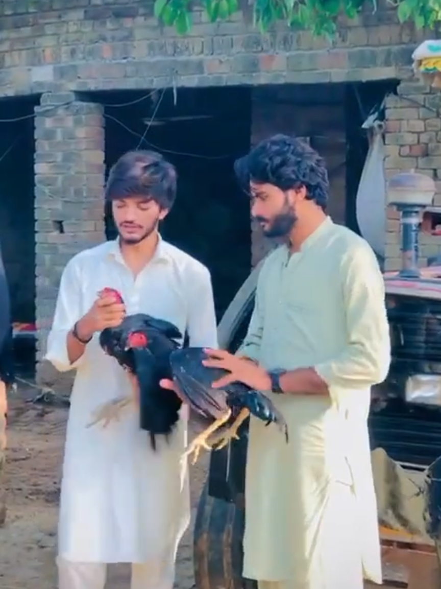 @حمزہ حنیف میٔو(Murshad )