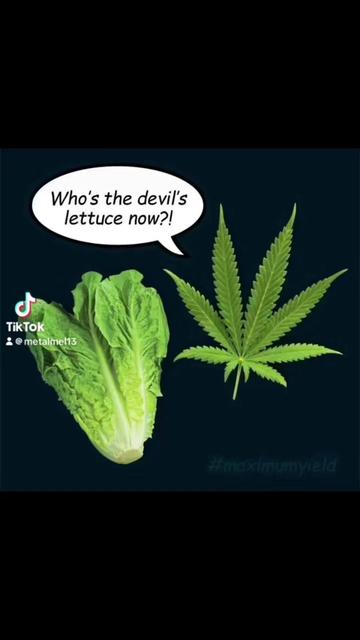 @MetaLMeL🤘🏽😎🤘🏽