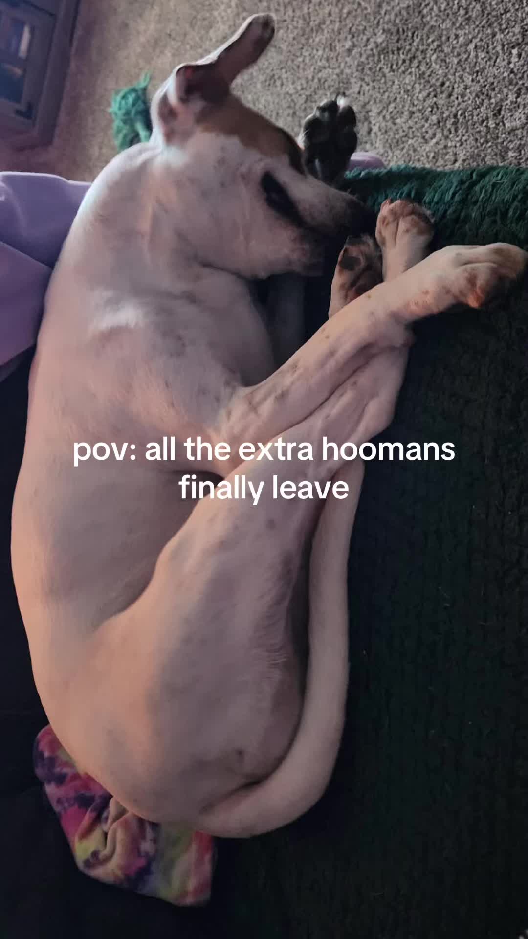 @Sproutie 🐶