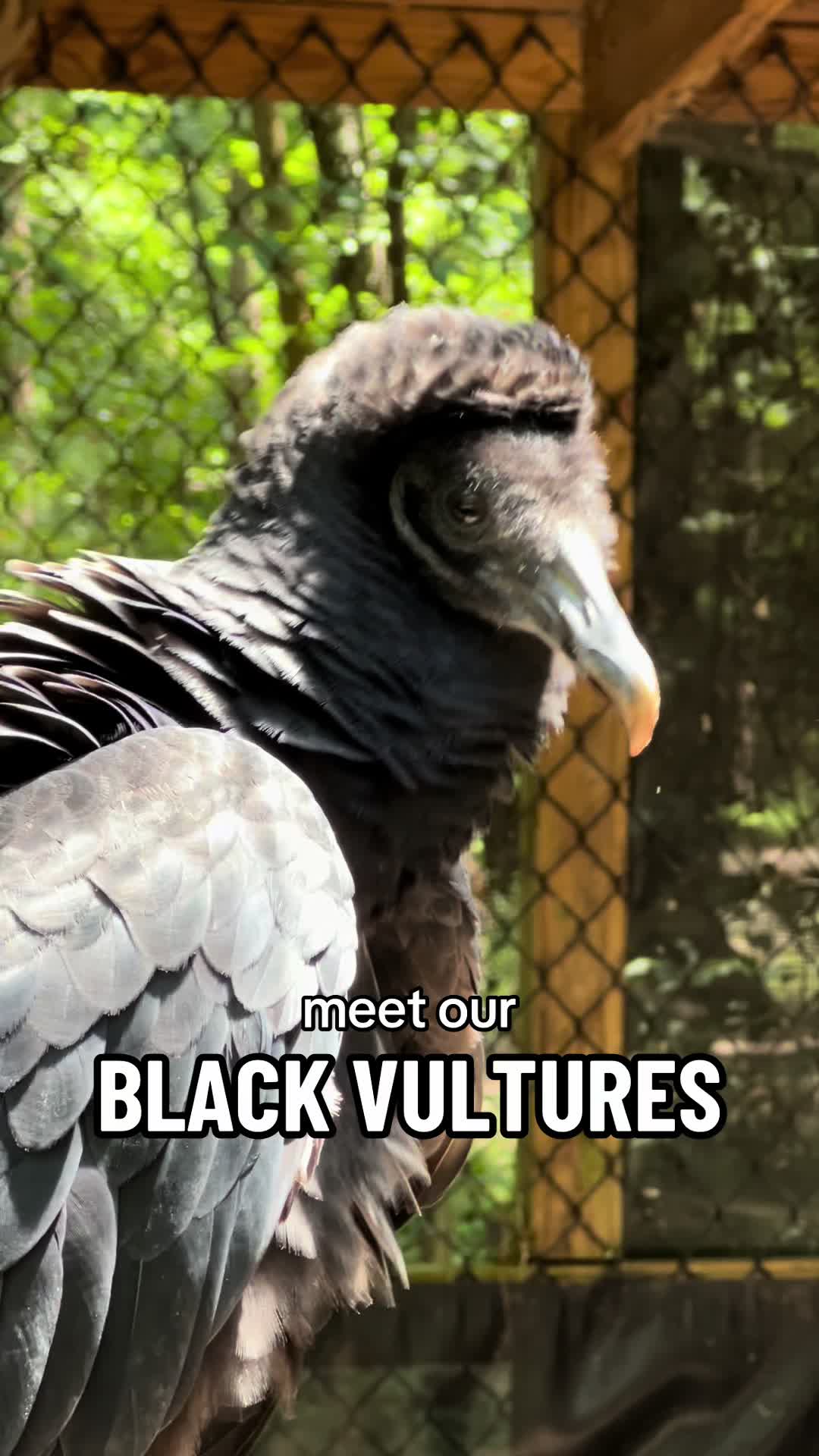 @Carolina Raptor Center