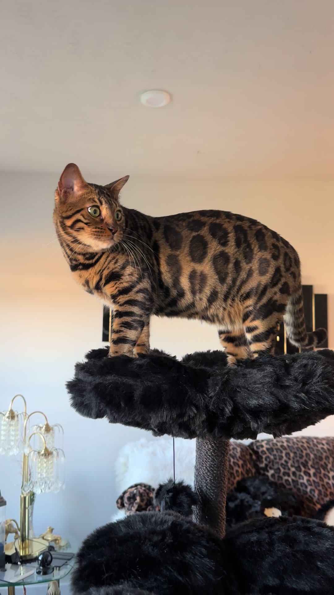 @Tiny Leopard Cats