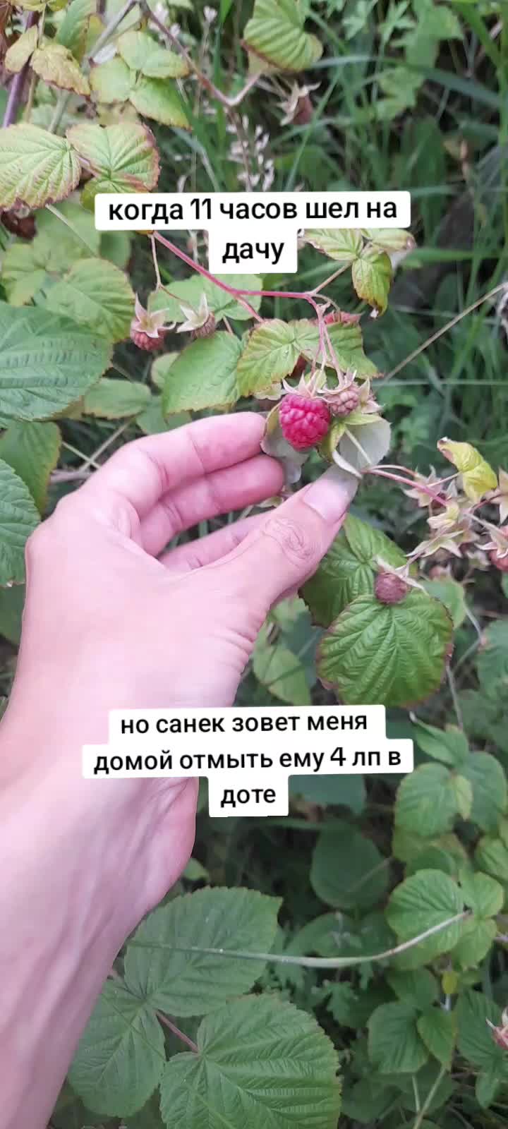 @Golovach_04_C_Layna