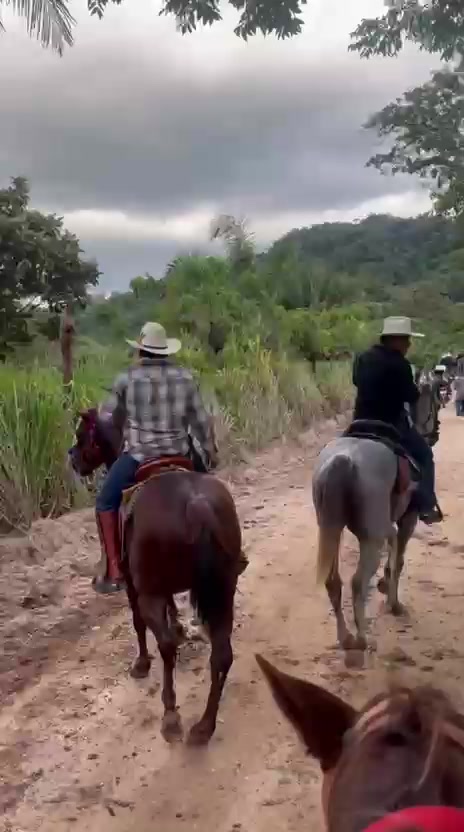 @maya