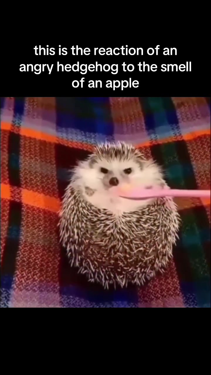 @SpaceXplorer