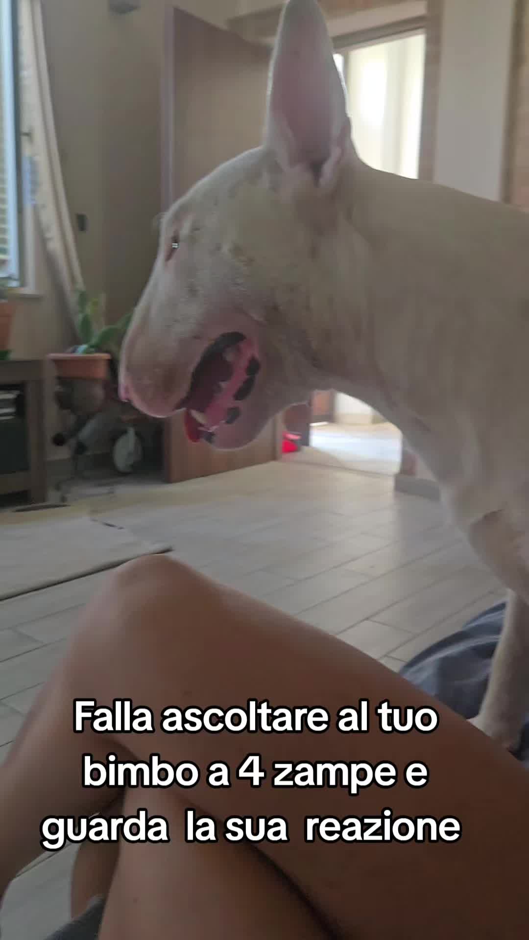 @Federica Gerardis He