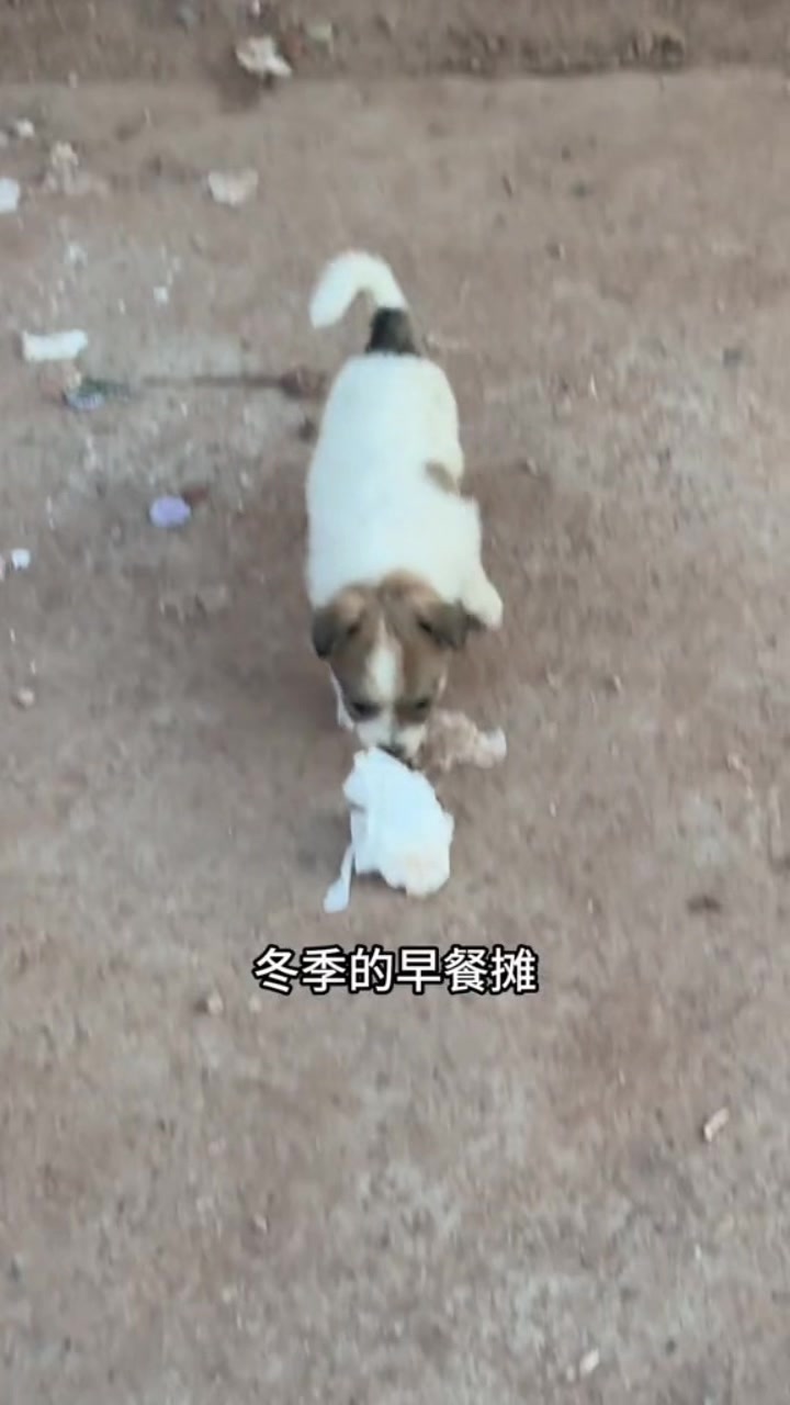 @小可爱猫猫们