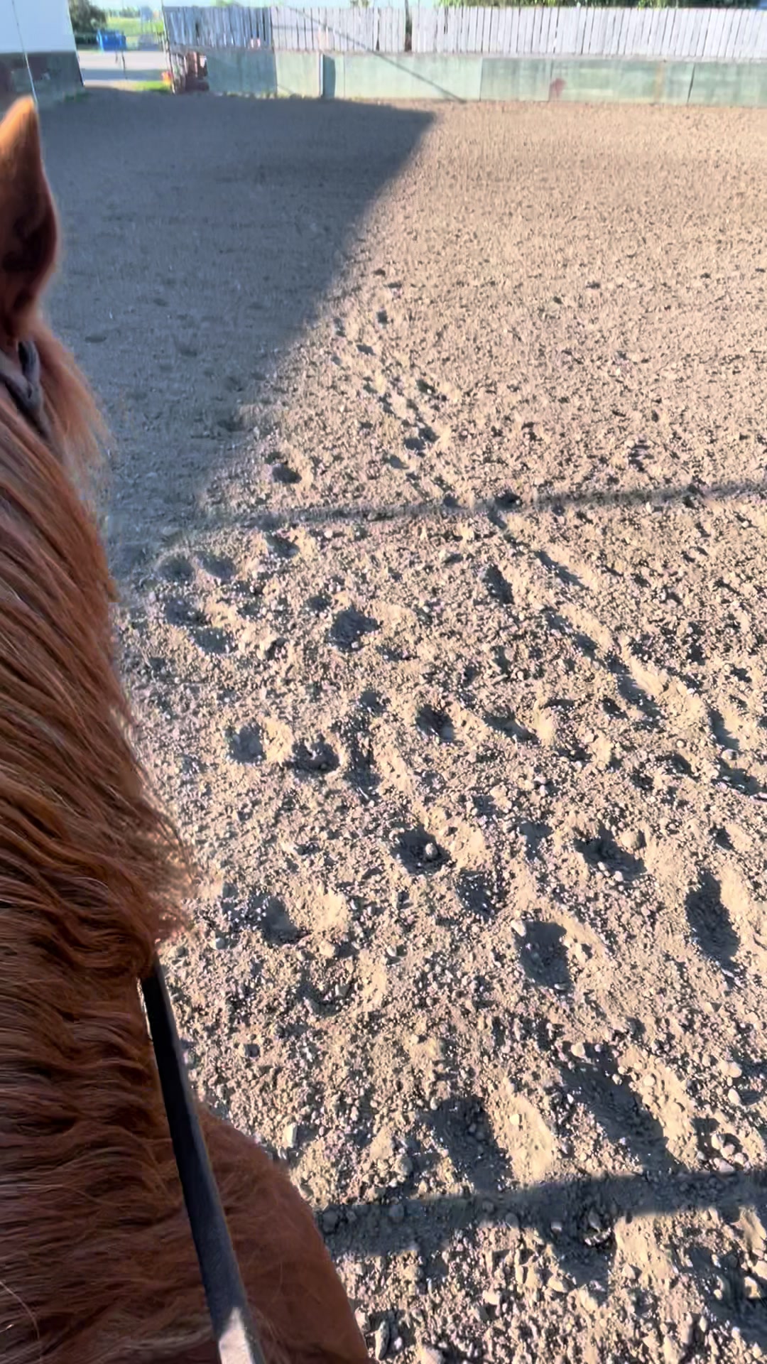 @starboundhorses