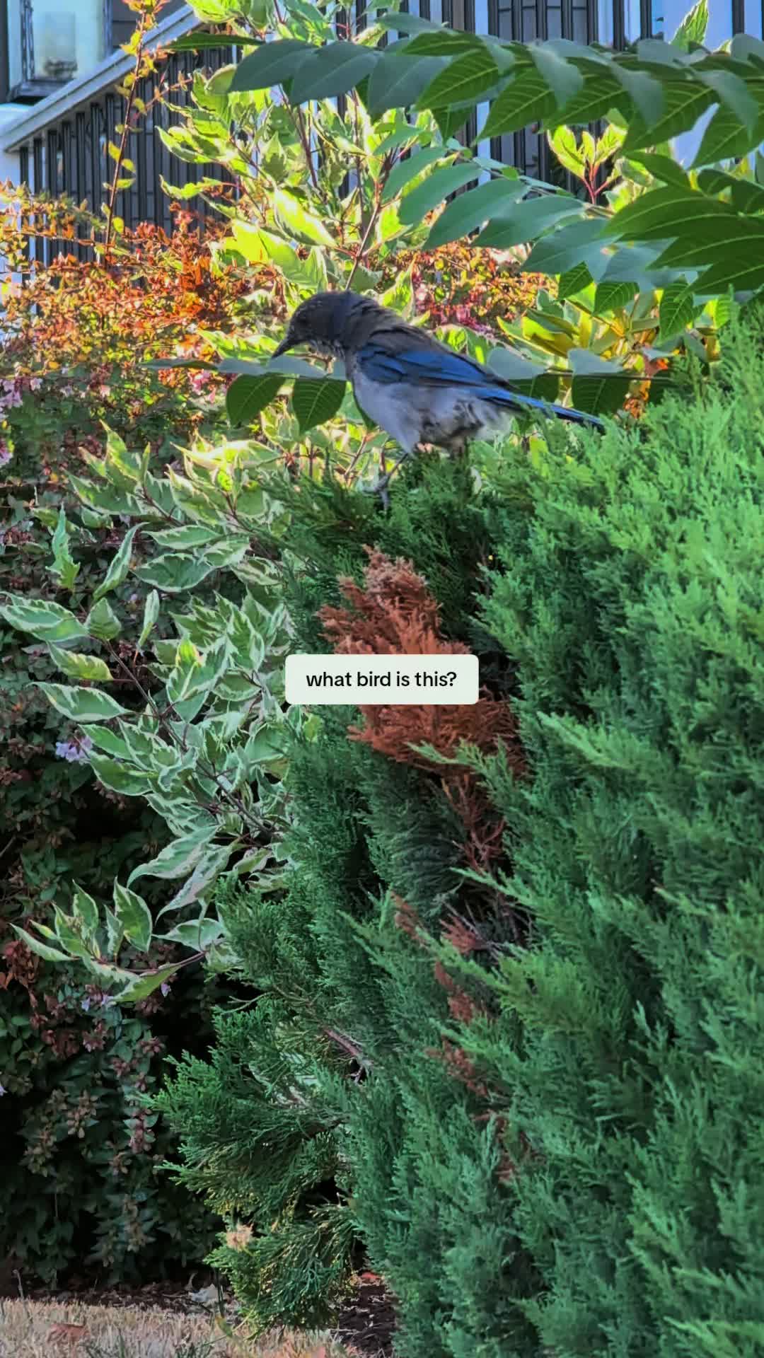 @Duck