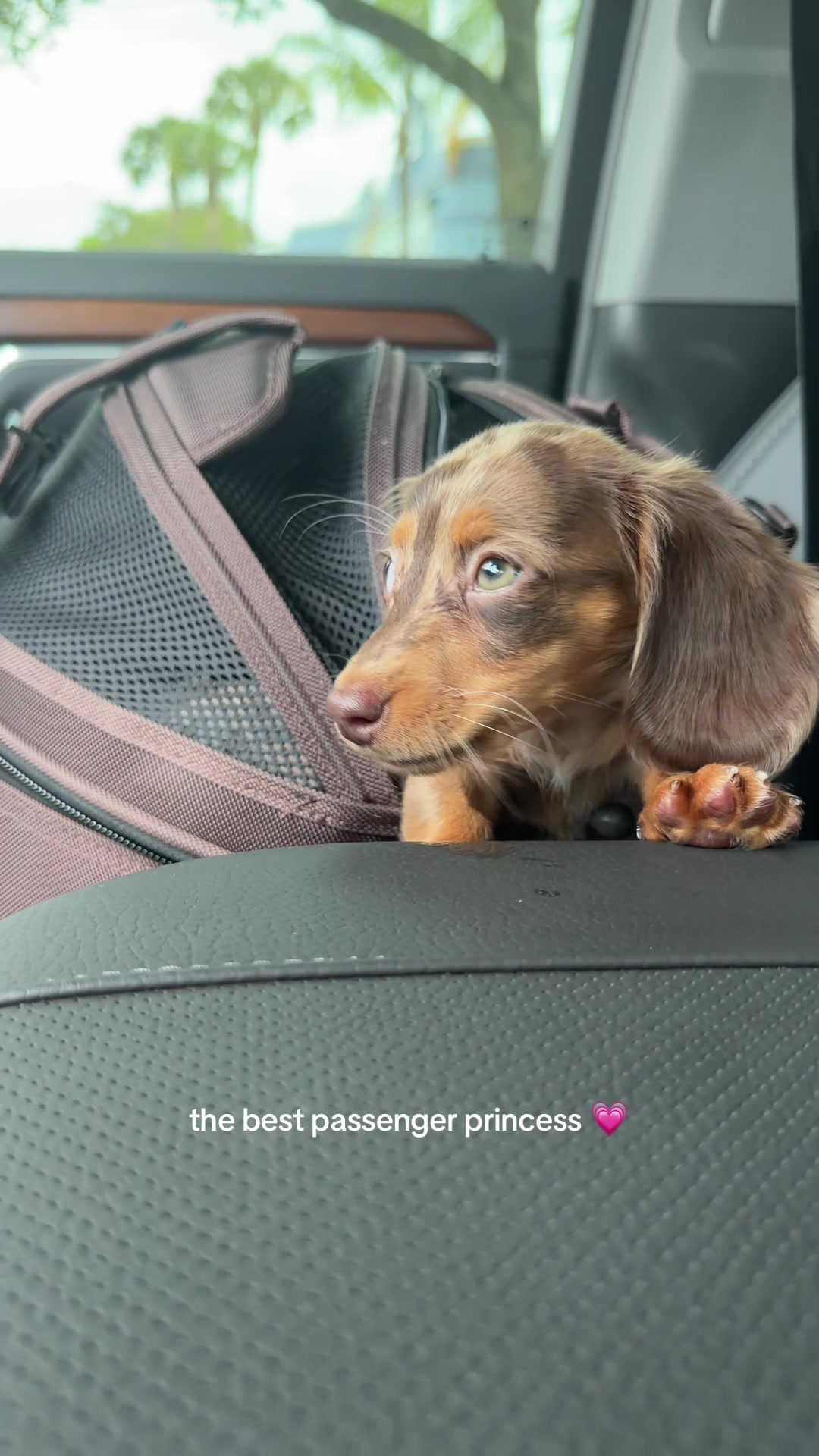 @Oli the Mini Doxie