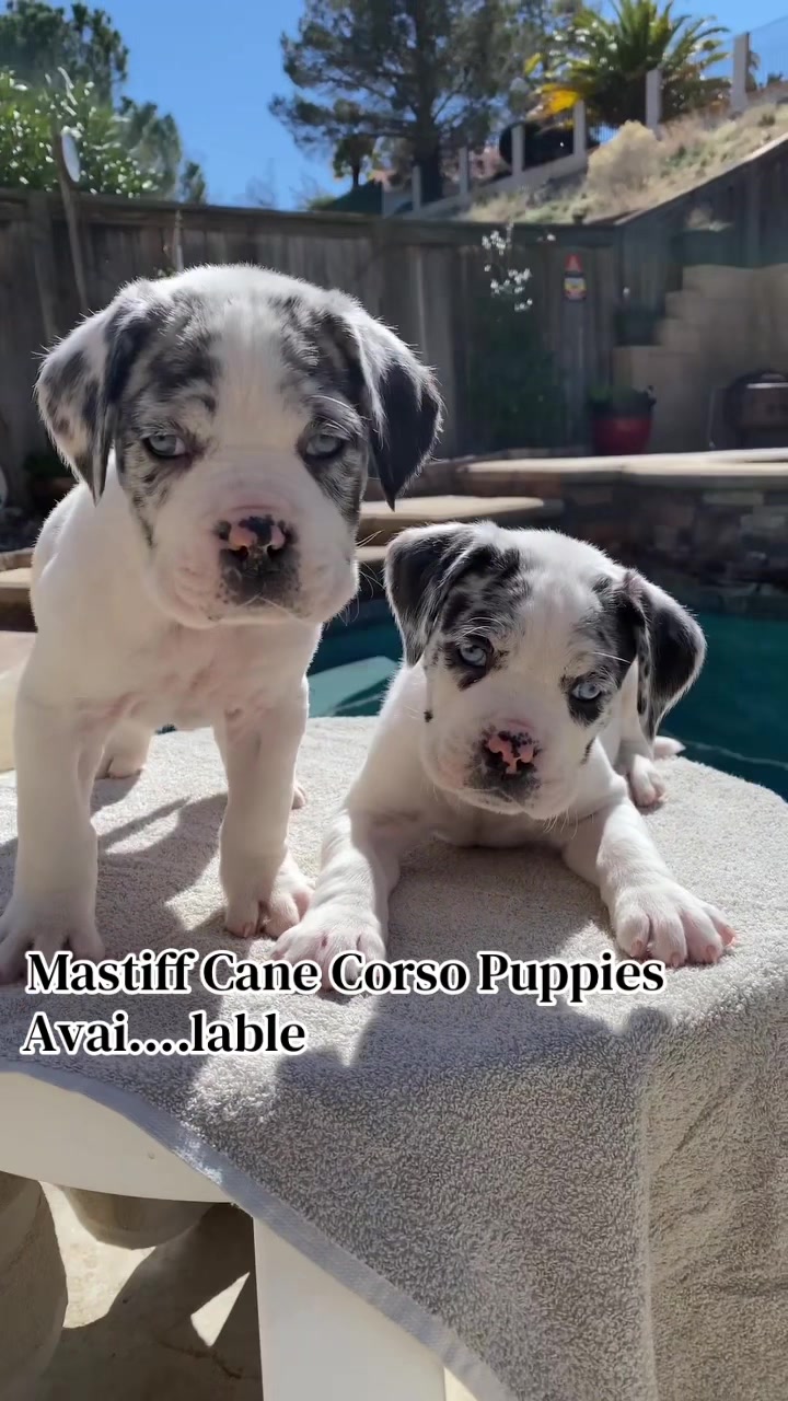 @Andrew cane corso