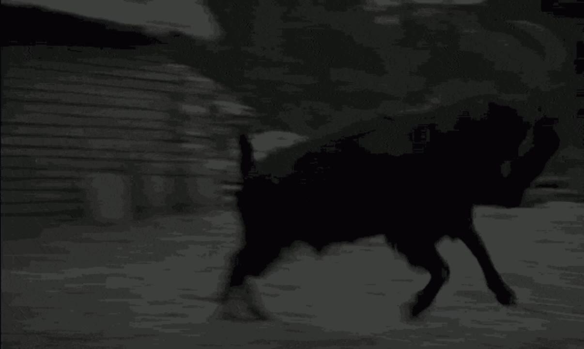@Kodyִ🪽་༘࿐𝄞𝄢℘