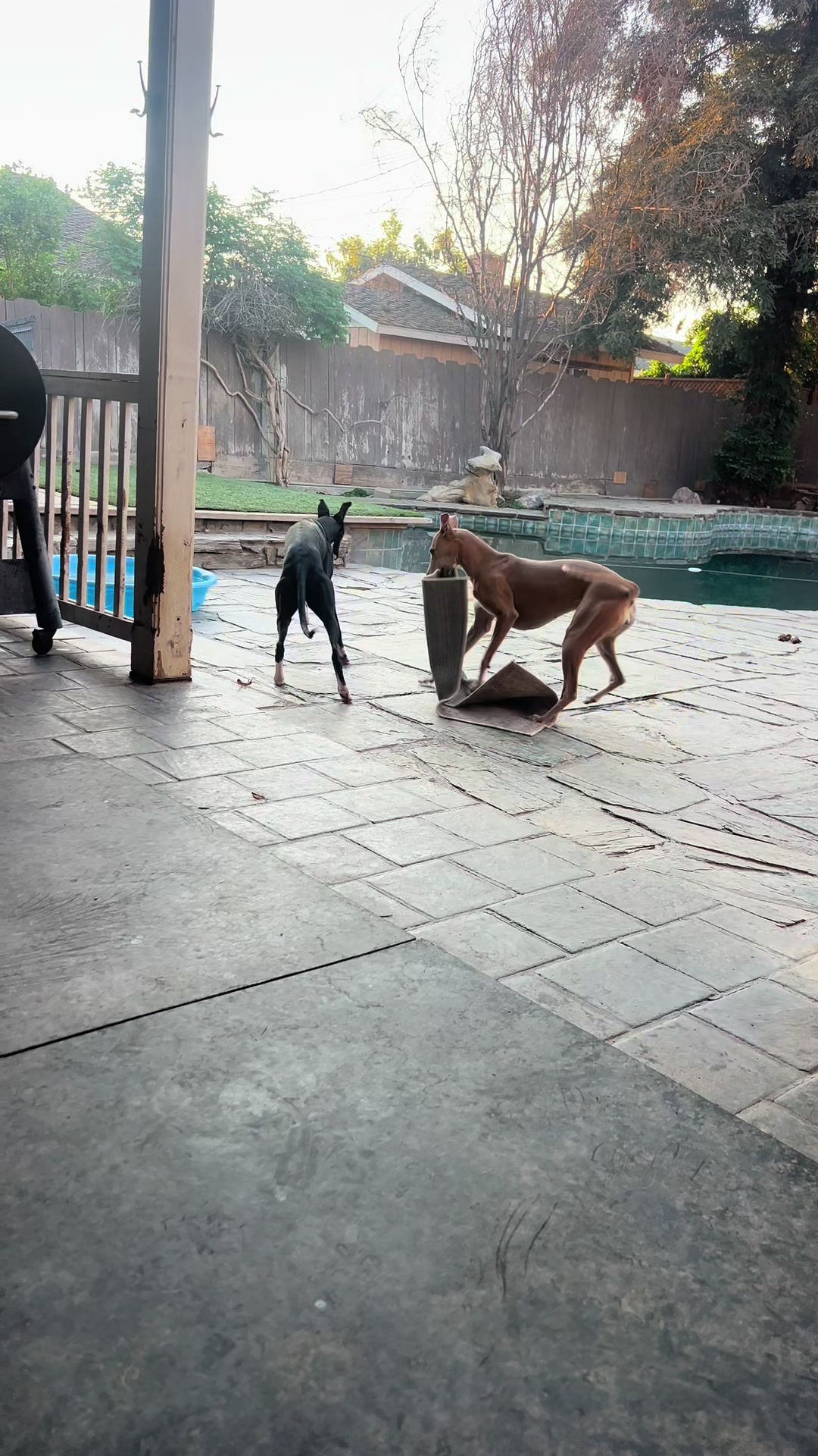 @alice_the_gsp