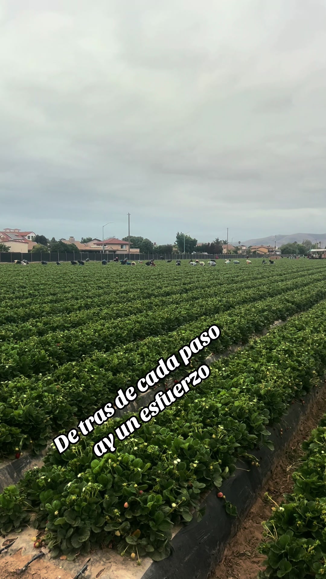 @González G
