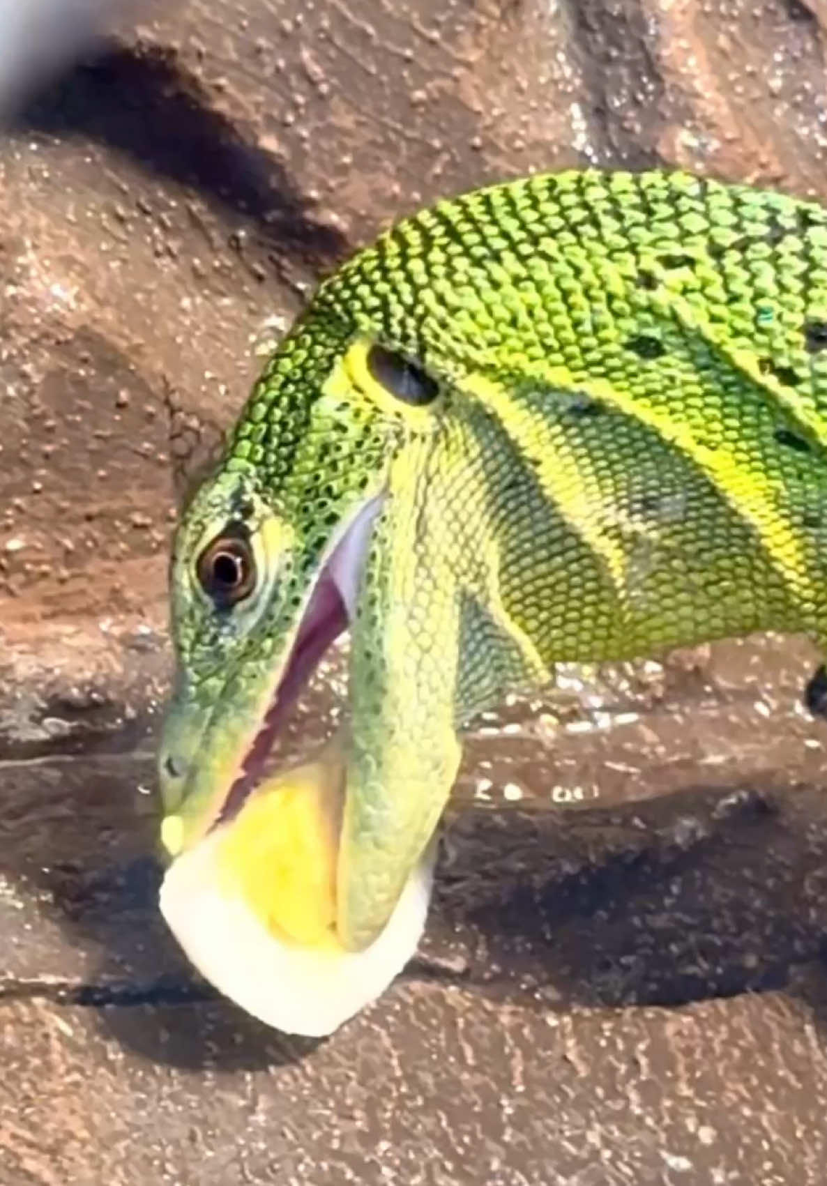 @Tommys_reptiles