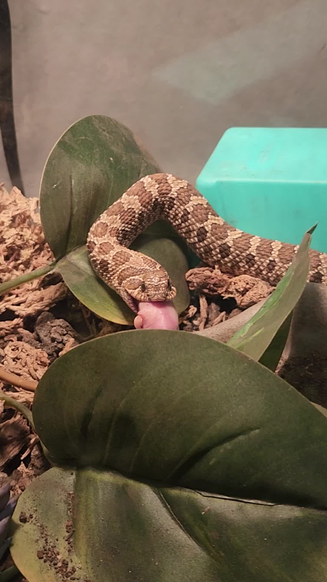 @Ballard’s Reptiles