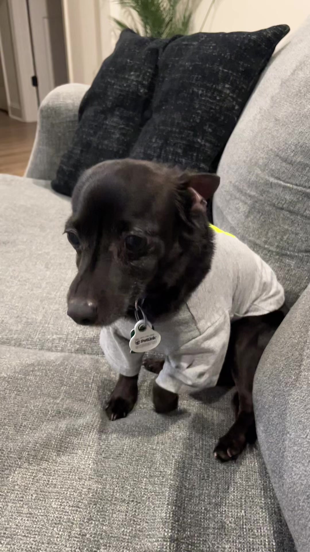 @Blackjack_Chihuahua